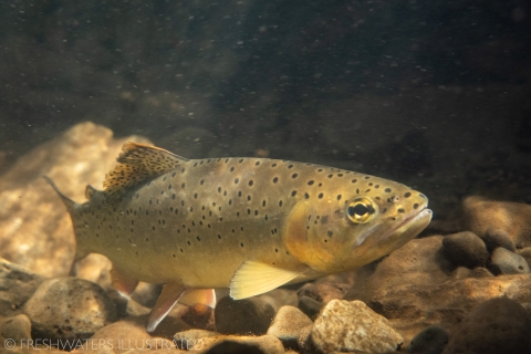 Proposed Delisting of Apache Trout U.S. Fish Wildlife Service